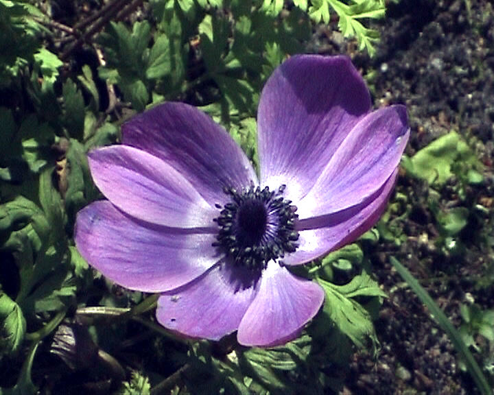 Anemone lila 