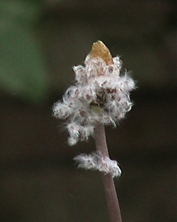 Anemone verblüht