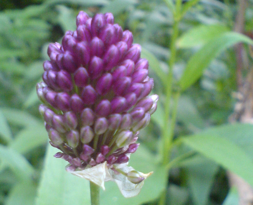 Allium