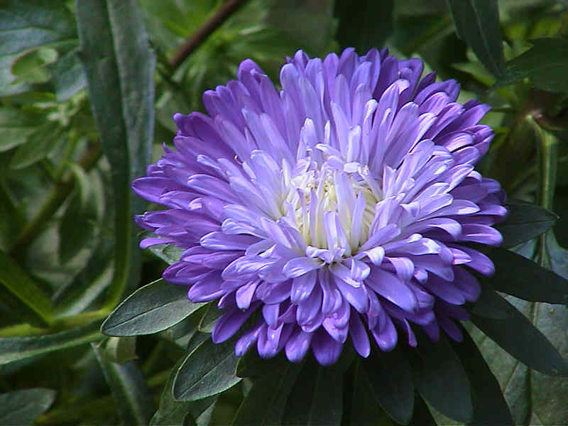 Aster blau