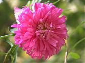 Aster rosa