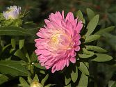 Aster rosa 