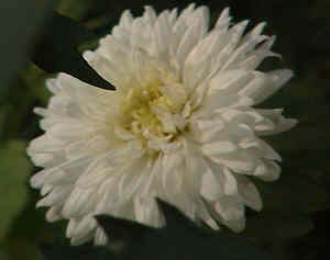 Aster weiß