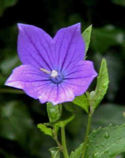 Ballonblume