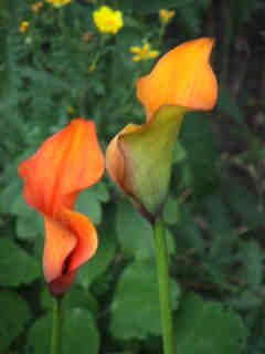 Calla orange