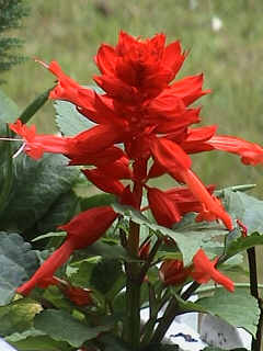 Feuersalbei 