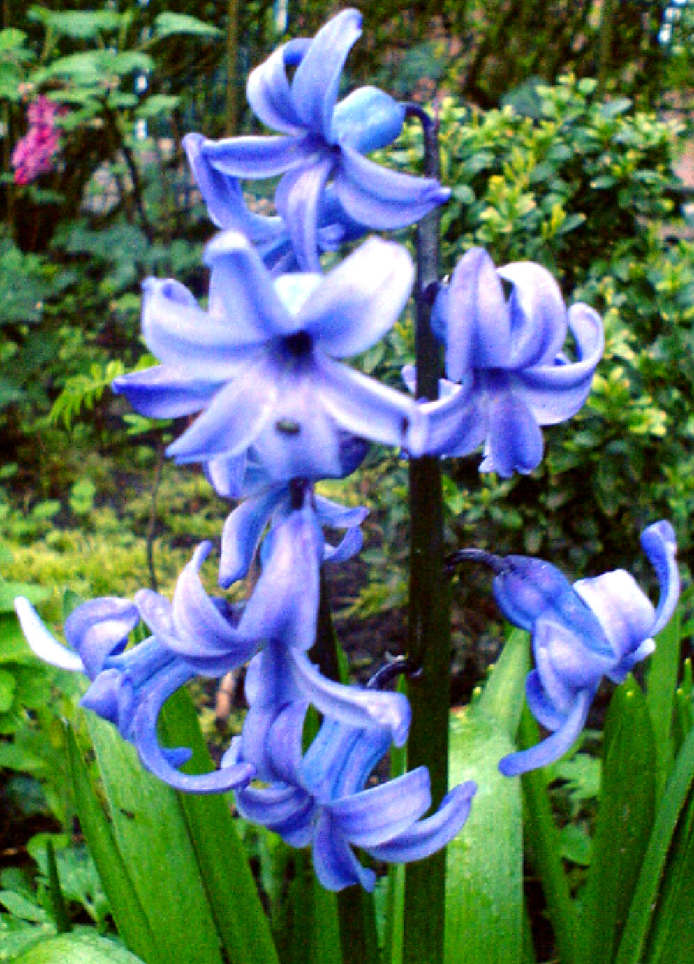 Glockenblume 