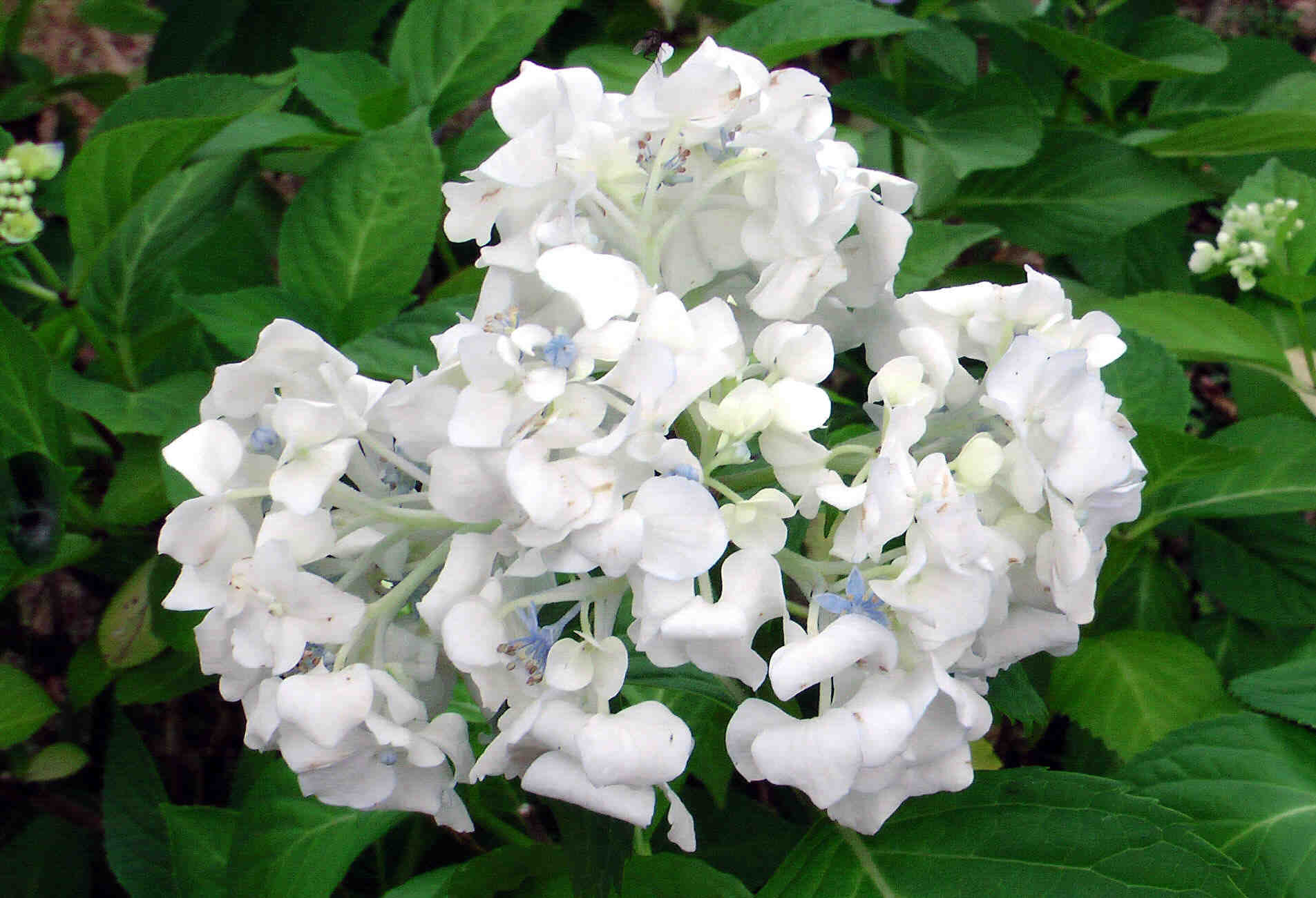 Hortensie weiß 