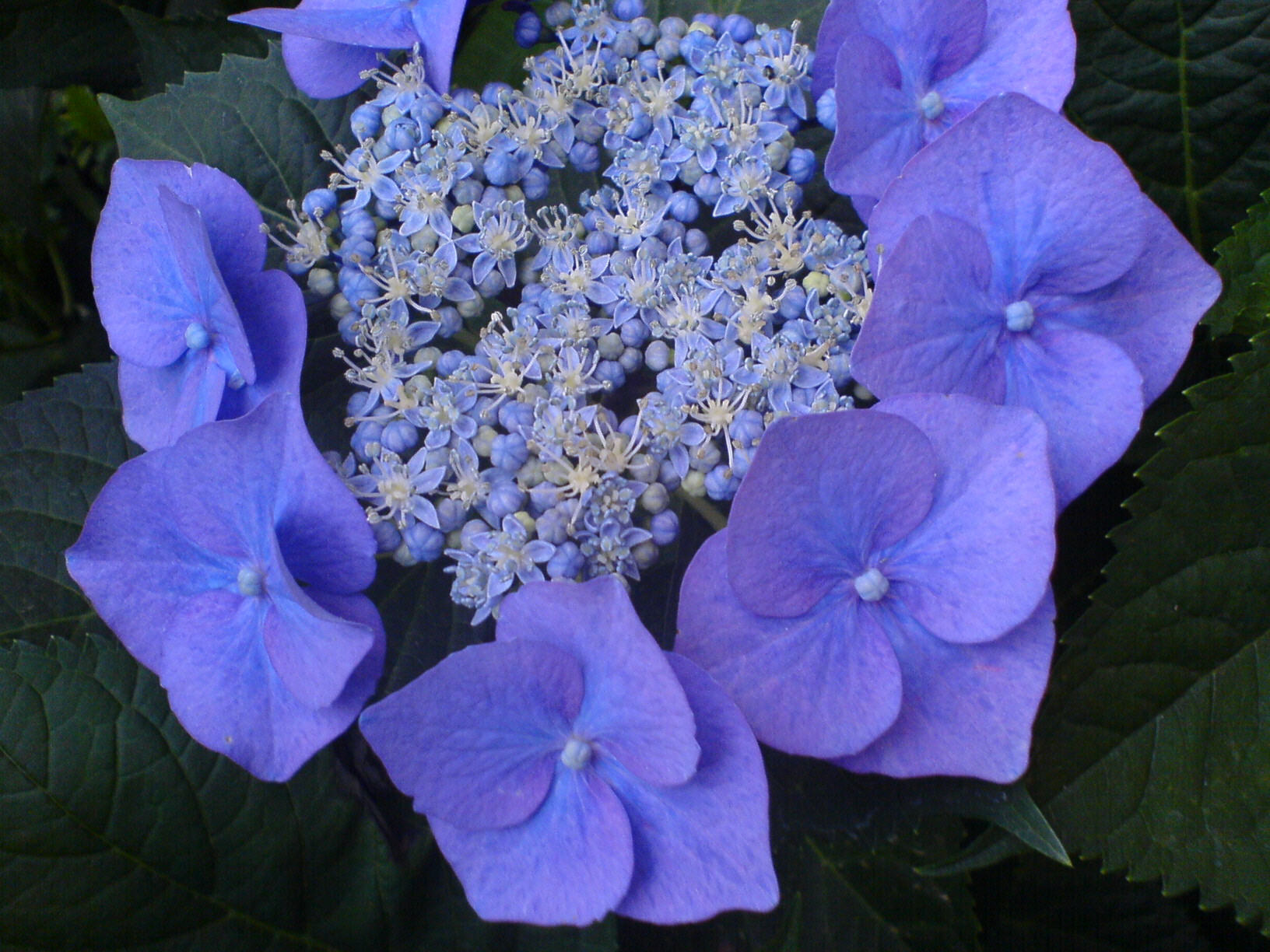Teller-Hortensie blau