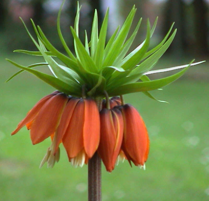 Kaiserkrone