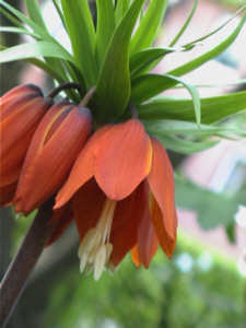Kaiserkrone 