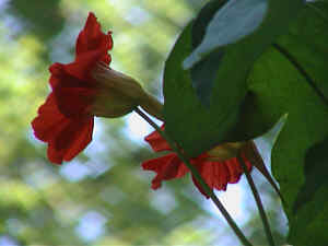 Kapuzinerkresse orange 