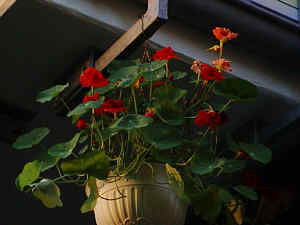 Kapuzinerkresse orange