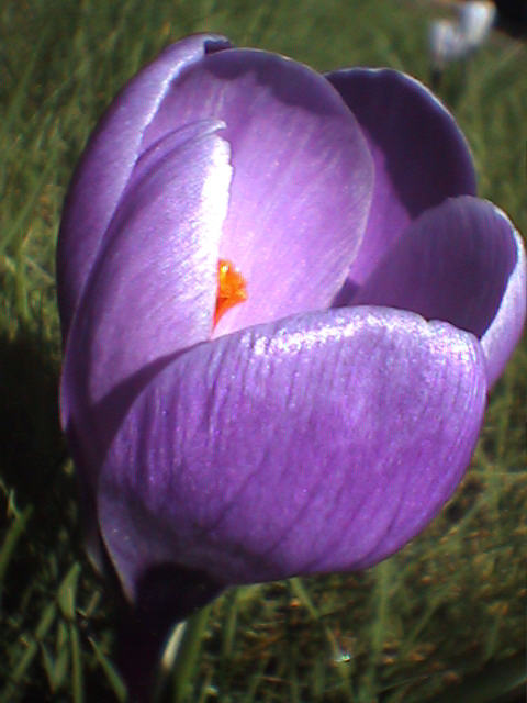 Krokus lila