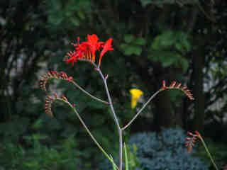 Montbrezie rot