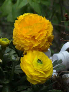 Ranunkel gelb, gefüllt