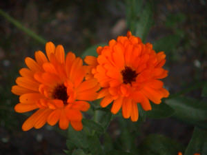 Ringelblume 