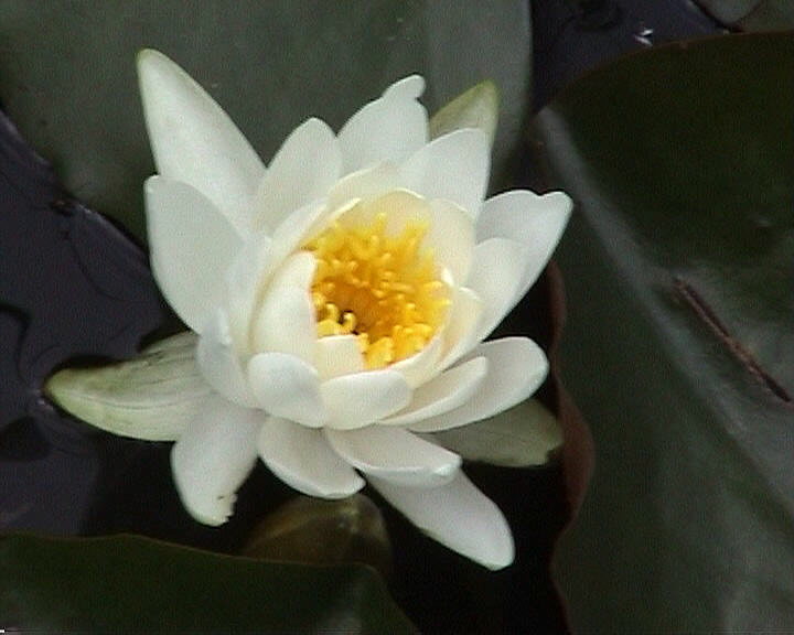 Seerose weiß 