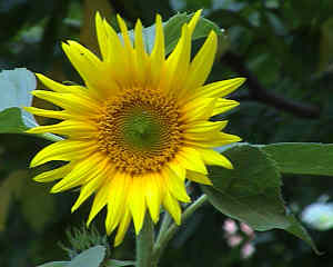 Sonnenblume