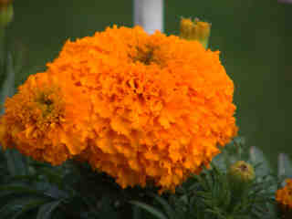 Tagetes
