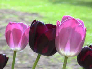 Tulpen