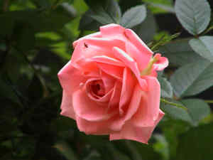 Topfrose rosa klein