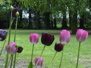 Tulpen in lila und rosa