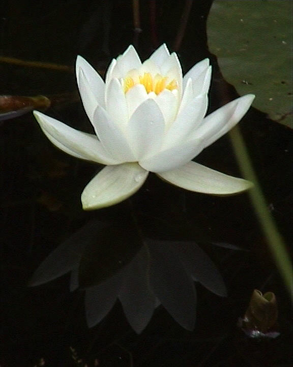 Seerose weiß