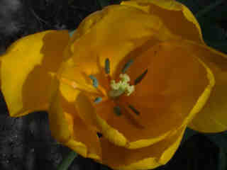 Tulpe gelb (2)