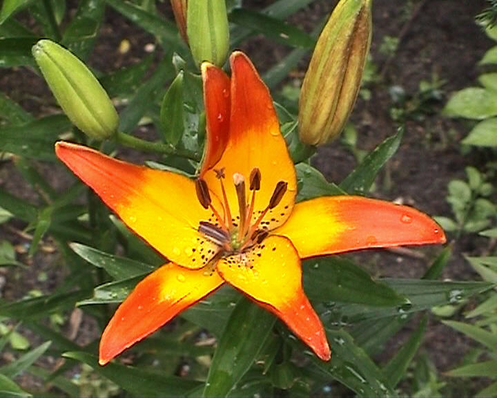 Lilie orange-gelb 