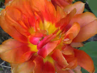Tulpe orange gefüllt 