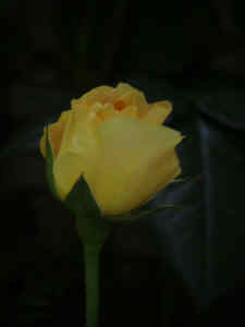 Rose Candlelight 