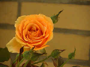 Rose Ashram 