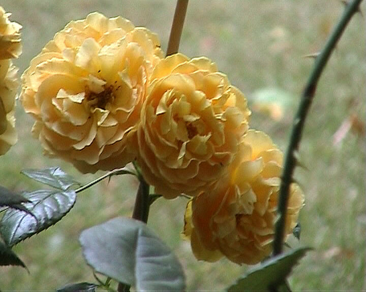 Rose Candlelight