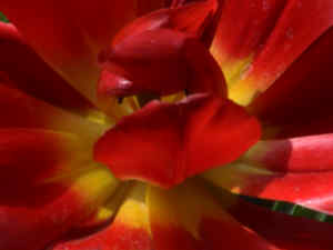 Tulpe rot