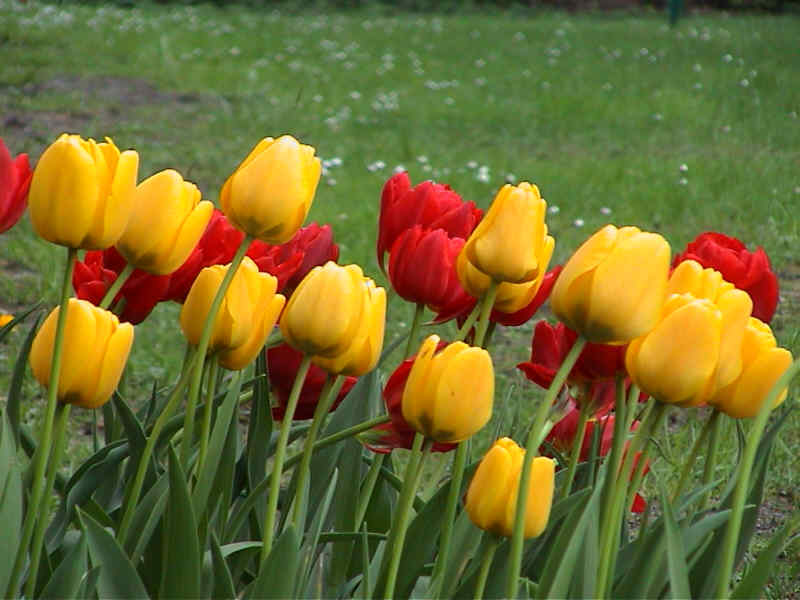 Tulpe gelb und rot