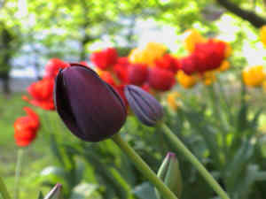 Tulpen