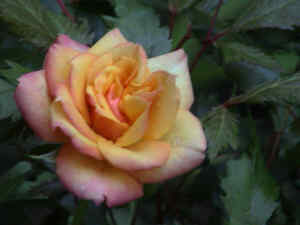 Topfrose orange-gelb 