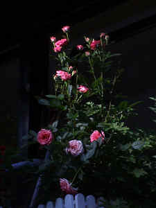 Topfrose rosa im Balkonkasten