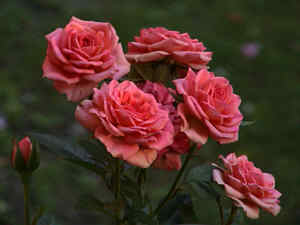 Topfrose rosa 