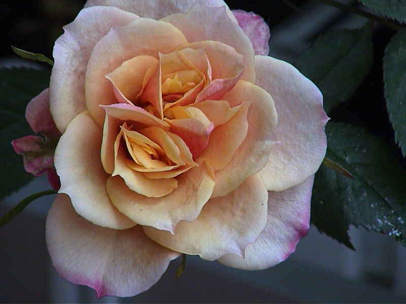 Topfrose orange-gelb