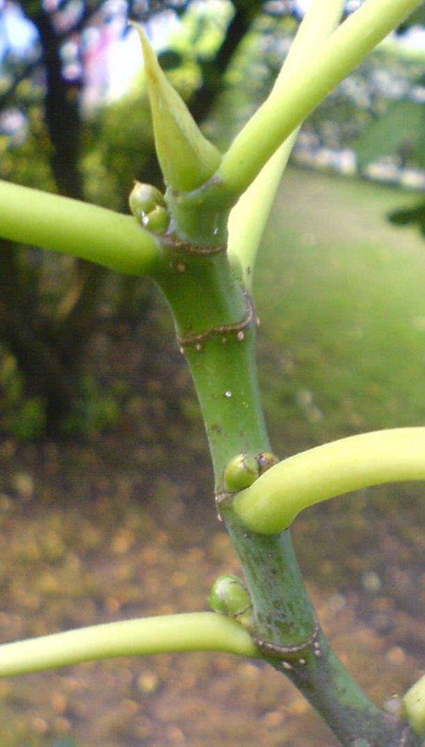 Feigen - Fruchtansatz ohne Blüten
