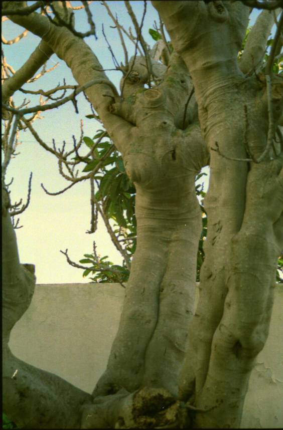 Baum der Liebenden