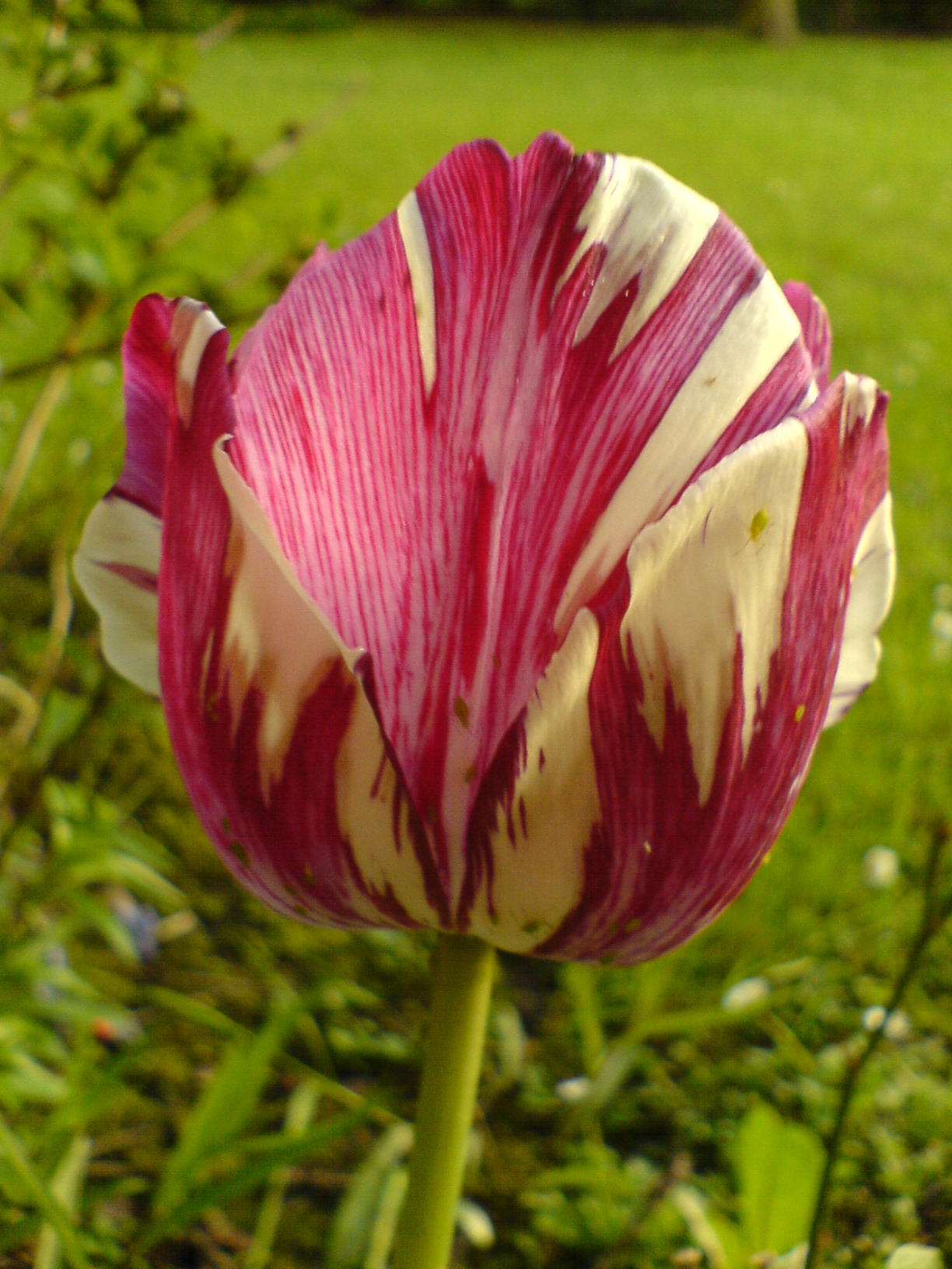 Tulpe rosa-weiß-gestreift 