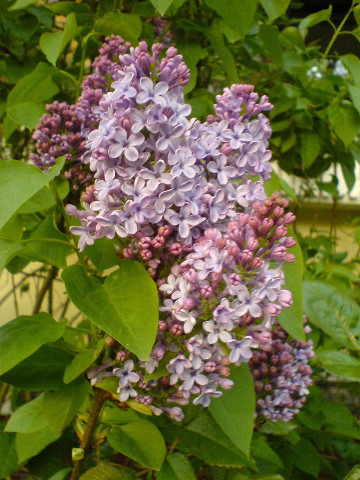 Flieder lila (2008)
