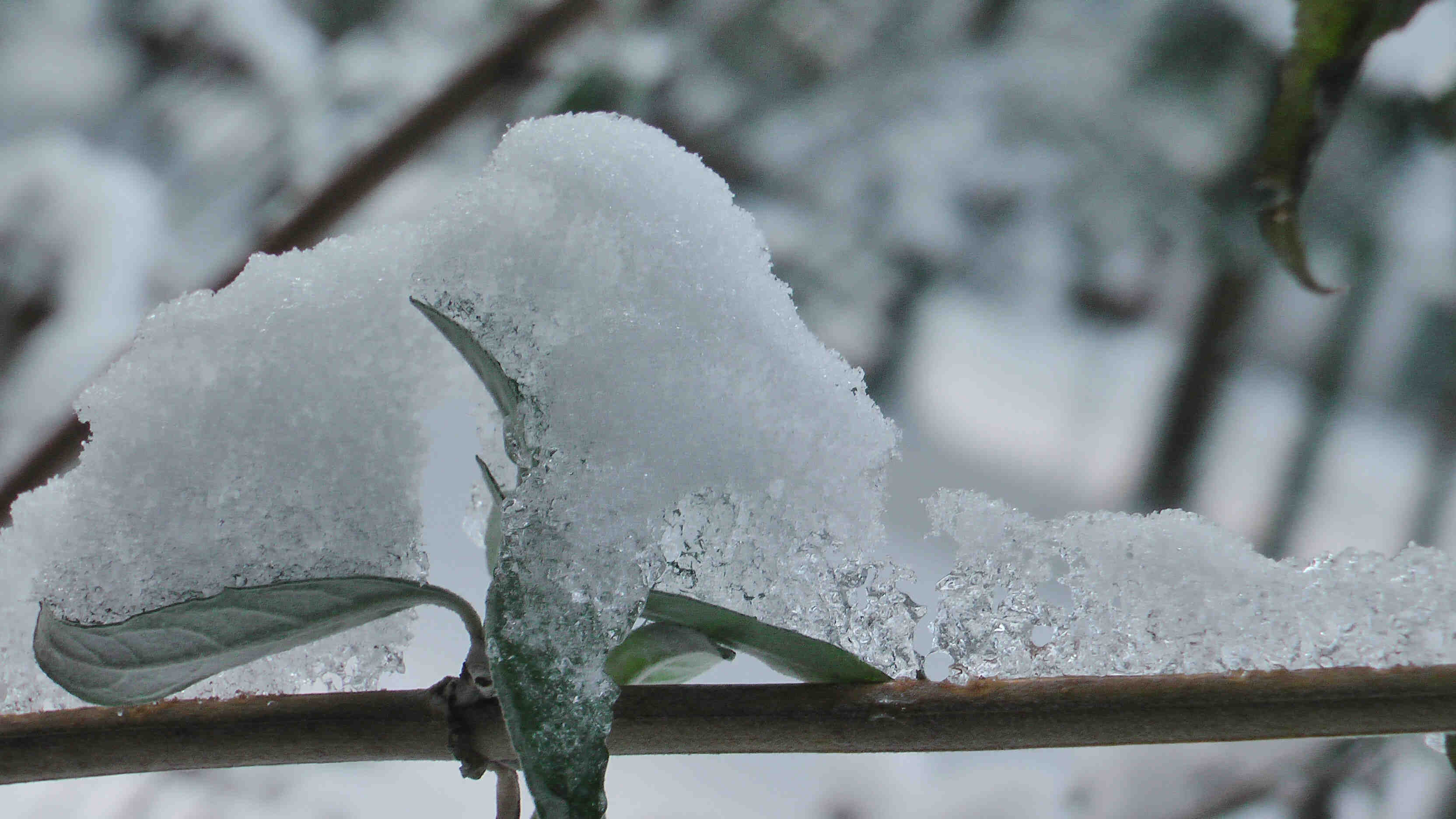 Schneekristalle auf einem Zweig