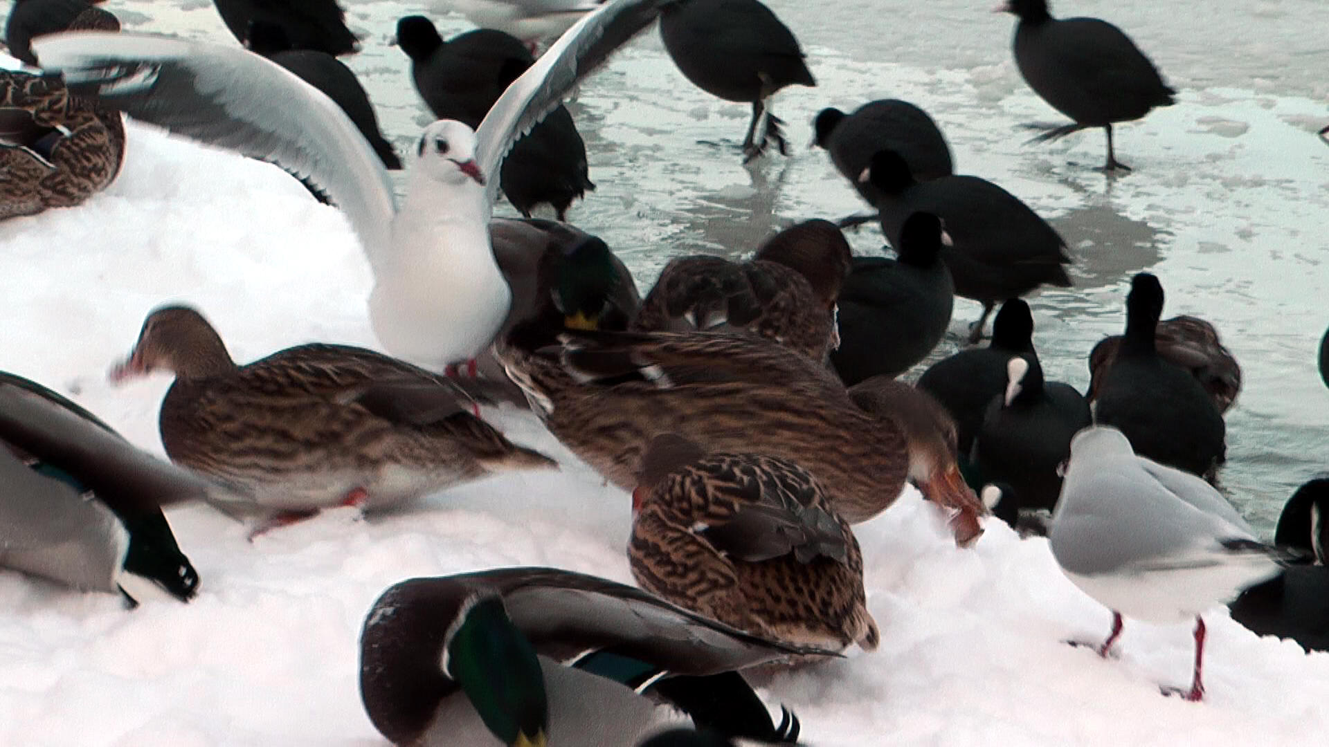 Landende Möwe zwischen Enten