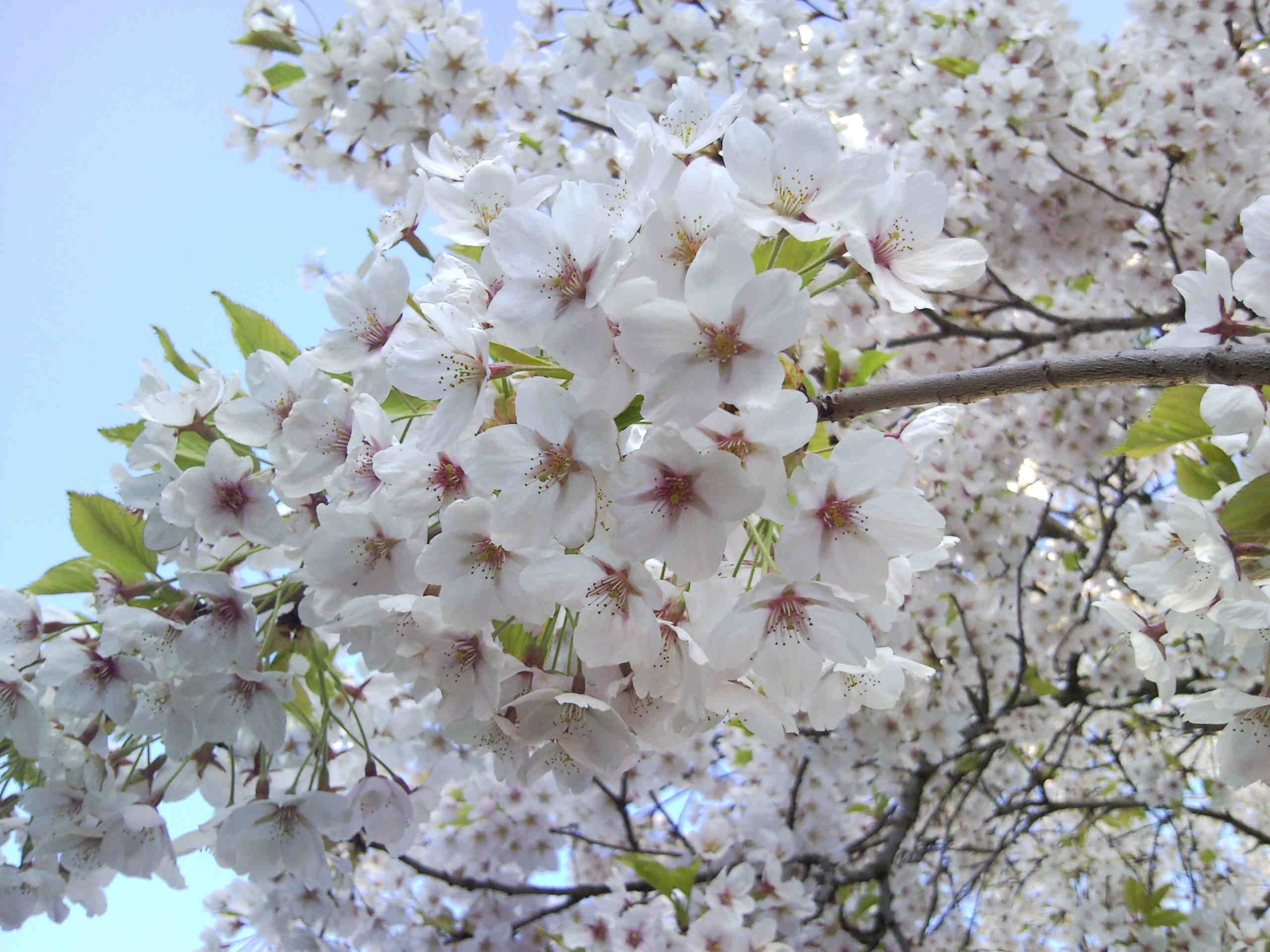 Kirschblüten 