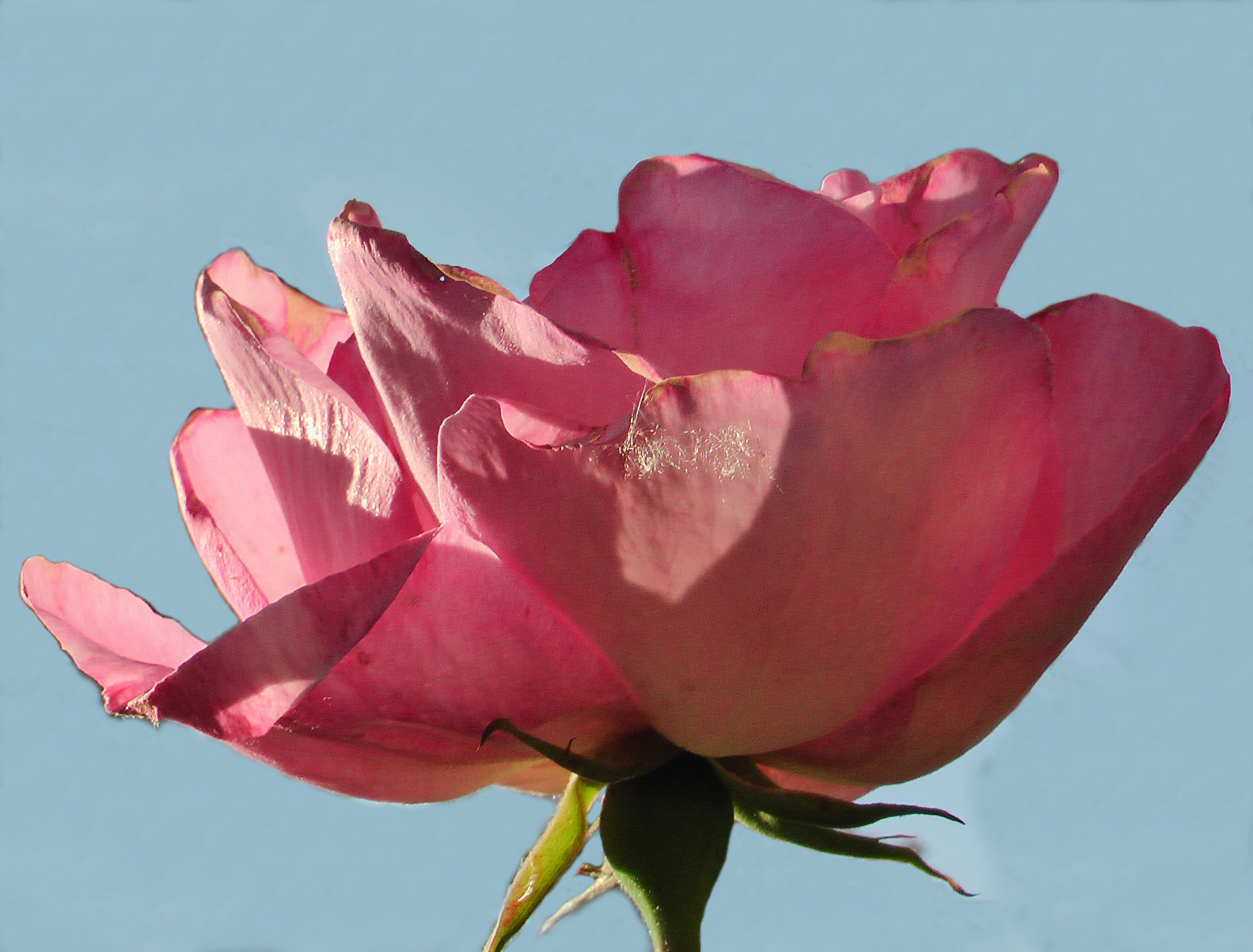 Edelrose rosa (1)