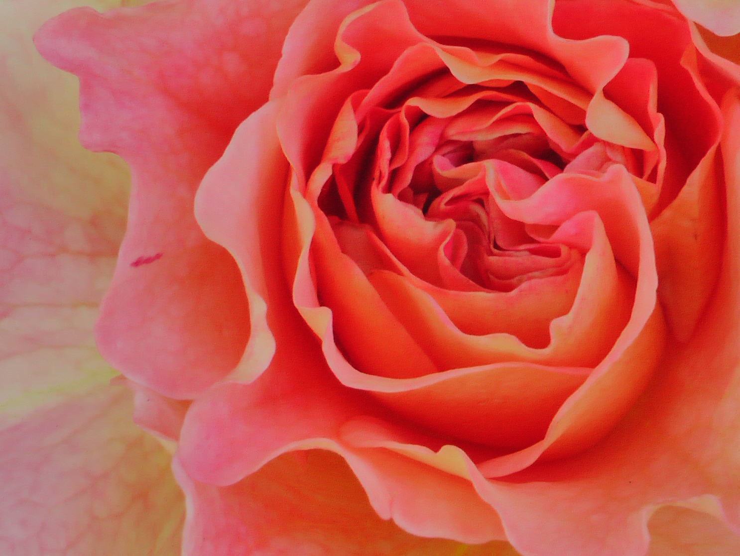 Rose Augusta Luise rosa